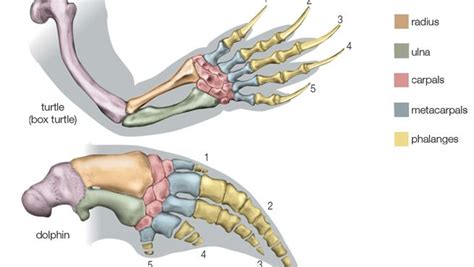 comparative anatomy | Definition, Examples, & Facts | Britannica