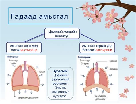 Амьсгалын эрхтэн тогтолцоо On Emaze