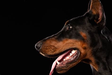 Best Doberman Barking Stock Photos, Pictures & Royalty-Free Images - iStock