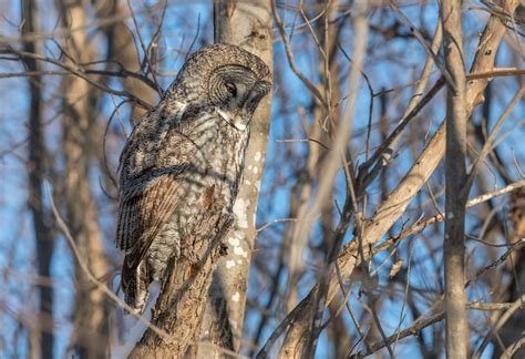 Great Gray Owl Chouette lapone Yamachiche Québec This Flickr