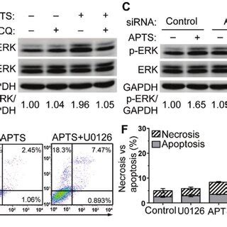 Autophagy Induced By APTS Promoted Cell Survival In SK Hep 1 Cells A