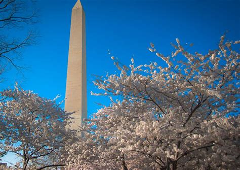 6 Tips for Seeing the Cherry Blossoms in Washington DC - Casual Travelist