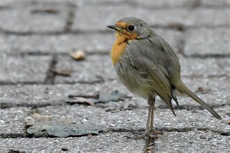 Rotkehlchen Rotkehlchen Erithacus Rubecula C Ralph Ber