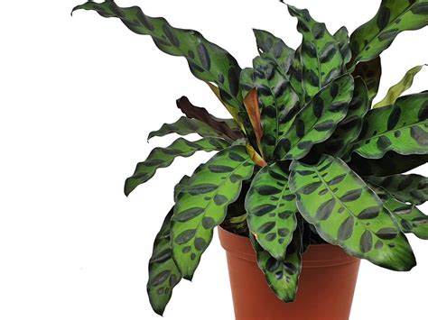 Rattlesnake Plants Care Growing Guide