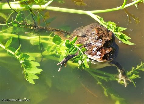 The Time Of The Season Guttural Toads Go A Courting Letting Nature