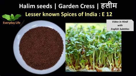 What Is Garden Cress Seeds Called In Hindi Fasci Garden