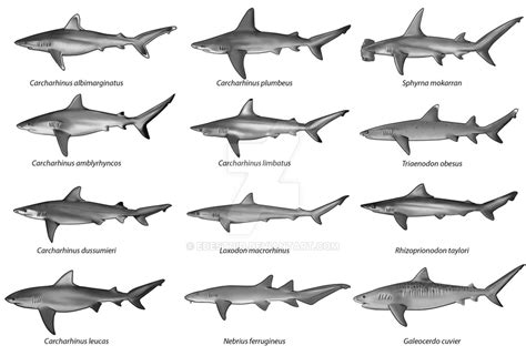 Australian Reef Shark Vignettes by Edestoid on DeviantArt