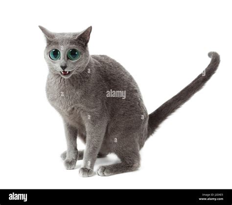 Russian Blue cat. funny surprised cat Stock Photo - Alamy