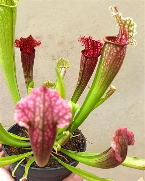 Acheter Sarracenia Tess En Ligne Indoorpoppies