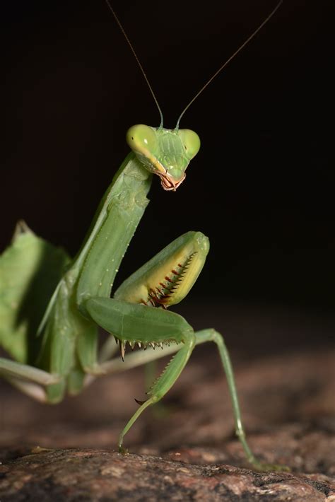 Filethe Body Structure Of Legend Praying Mantis 21 Wikimedia Commons