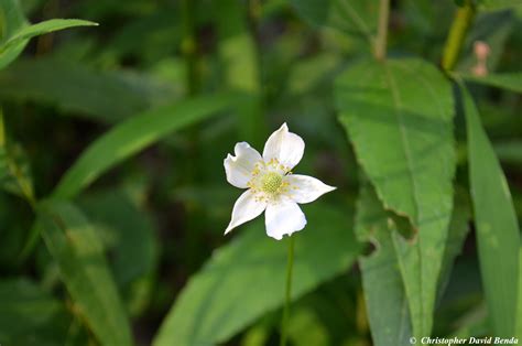 Anemone Virginiana Illinois Botanizer