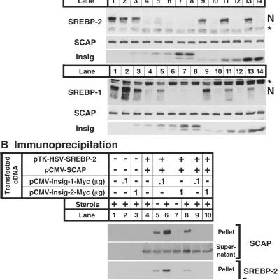 Pdf Insig A Second Endoplasmic Reticulum Protein That Binds Scap