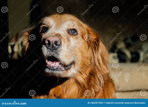 Recuperador De Oro De Perro Foto De Archivo Imagen De Perezoso