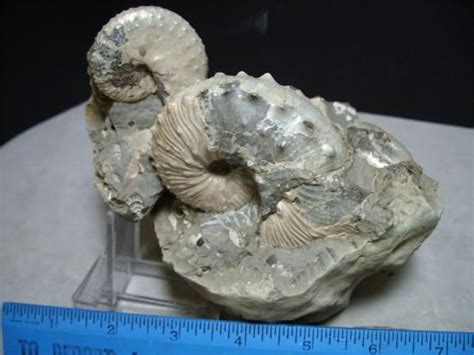 Ammonite In Matrixname Discoscaphites Conradiage Upper Cretaceous 65