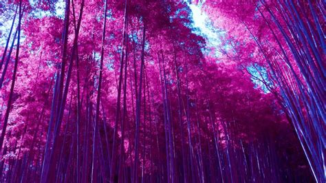 4K Bamboo Forest Wallpapers