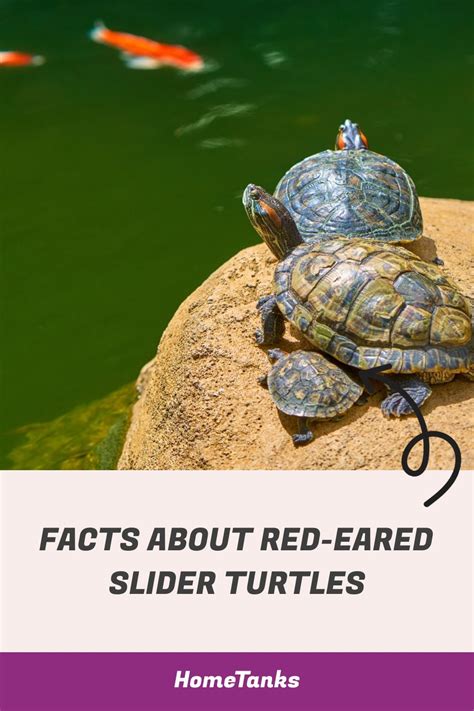 Red Eared Slider Turtles Lifespan Factors Life Cycle And Improving