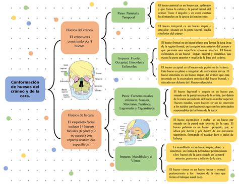 Cuadro Sinoptico Anatom A Conformaci N De Huesos Del Cr Neo Y De La