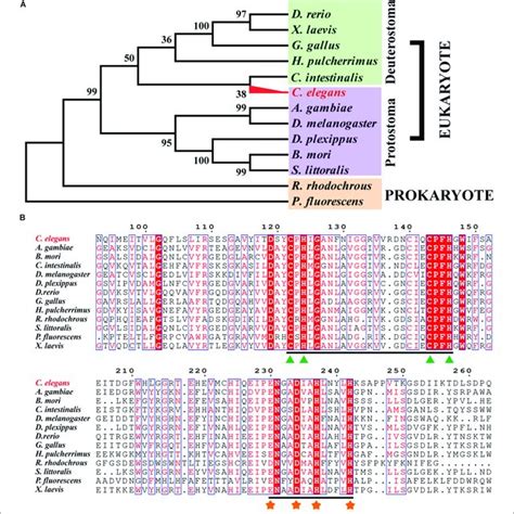 Sequence Alignment And Phylogenetic Tree Of Caenorhabditis Elegans