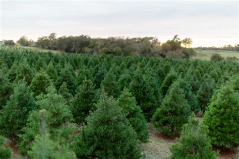 elgin nursery & tree farms 2