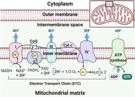 A Diagram Showing The Double Membrane Structure Of The Mitochondrion Download Scientific