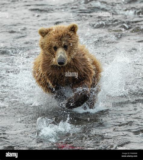 Grizzly Bear Running In Water Hi Res Stock Photography And Images Alamy