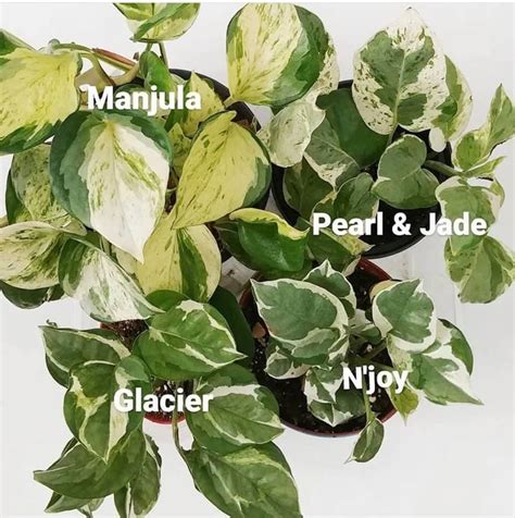 Manjula Pearls Jade Glacier Njoy Pothos Differences And