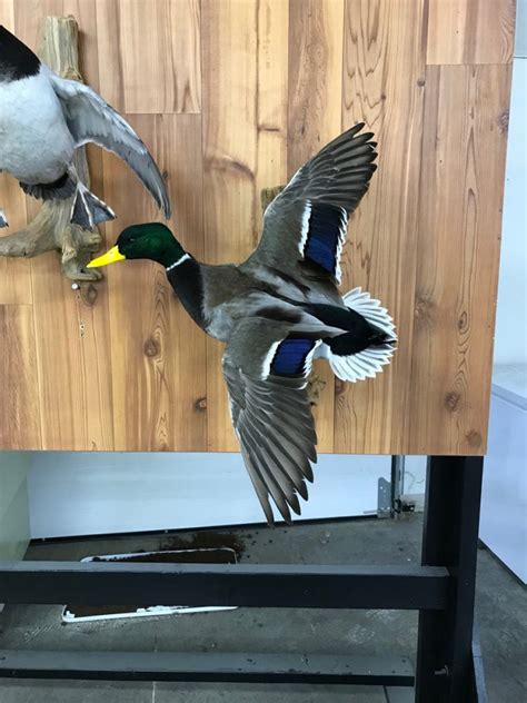 Mallard Duck Taxidermy Stehlings Taxidermy