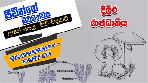 Kingdom Fungi Sinhala Biodiversity In Sinhala Biology Biodiversity