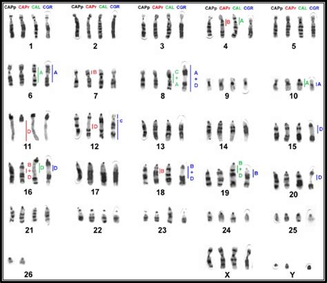 Map Of Human Chromosomes Blue Right Side And S Oedipus Red Left