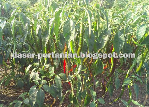 Pupuk Dasar Yang Cantik Untuk Tanaman Cabe Saung Petani