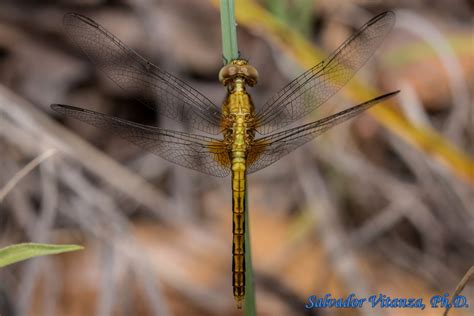 Odonata Libellulidae Erythrodiplax Basifusca Plateau Dragonlet Male A