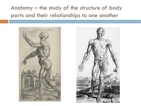 solution lecture  overview  anatomy  physiology studypool