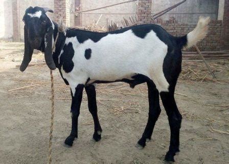 30kg - 35kg Bakra - SendGiftPakistan.com