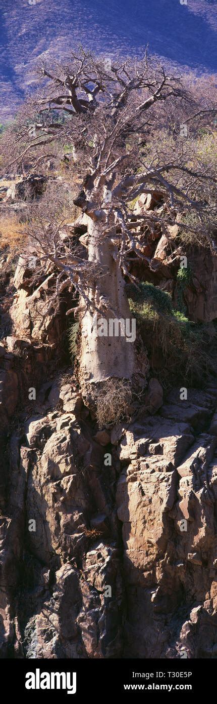 baobab tree in savannah in Namibia Stock Photo - Alamy