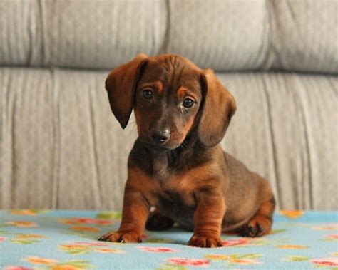 40 Cute Wiener Dogs That Will Make You Dachshund Down To The Pound To