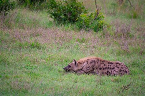 Beautiful wild hyena stock photo. Image of animal, habitat - 300147224