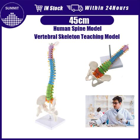 45cm Removable Human Body Spine Model Vertical PVC Colorful Skeleton