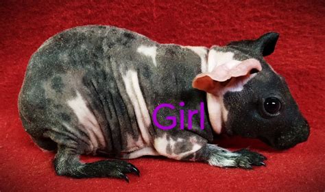 Skinny Guinea Pigs 3