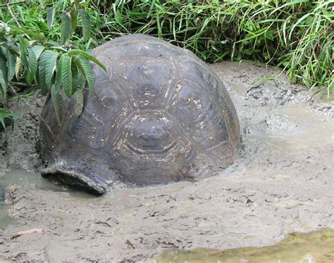 Galapagos Tortoise Facts, Habitat, Diet, Life Span, Pictures