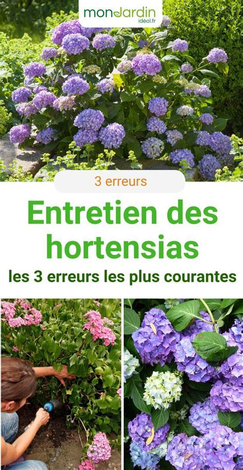 Entretien Des Hortensias Les Erreurs Les Plus Courantes En