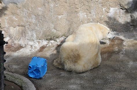 11月3日 旭山動物園 ホッキョクグマ サツキのもぐもぐタイム｜滝上発 動物園の動物が大好き By 西紋のマツ