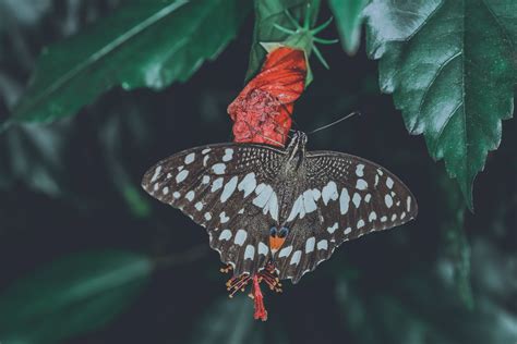 Butterfly on Red Flower · Free Stock Photo