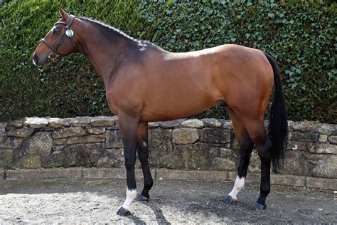 2023 HSI Stallion Selections - Horse Sport Ireland