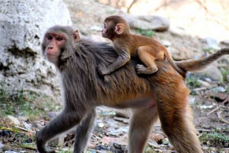 G20 Summit Dont Be Surprised If You See Langur Cutouts In Delhi Its