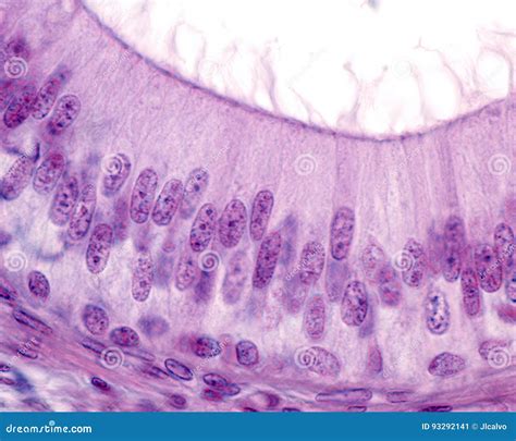 epididymis. pseudostratified columnar epithelium Coloso