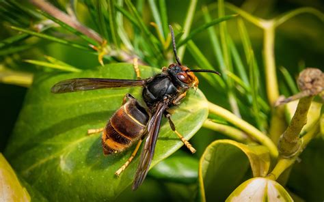 Espèces exotiques envahissantes une menace pour la biodiversité vie