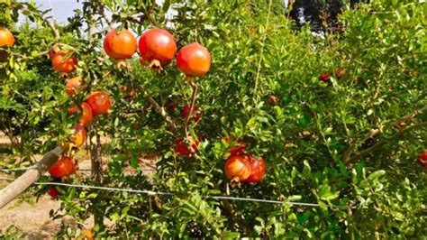 pruning :- How training and pruning is done in pomegranate