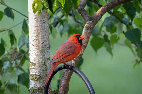 cardinal bird      cardinal bird stock