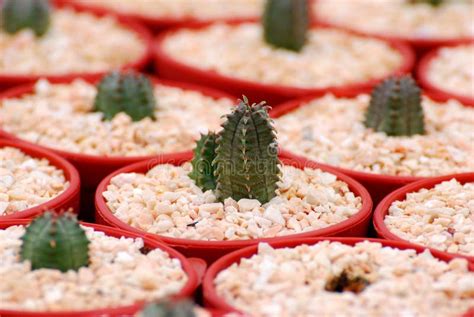 Mini Cactus Plant In The Red Pot At Cactus Farm Houseplant Gardening