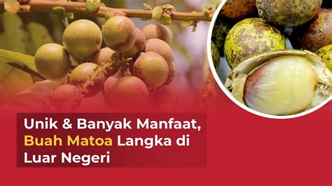 Langka Dan Mahal Buah Matoa Khas Papua Bisa Jadi Potensi Usaha Youtube